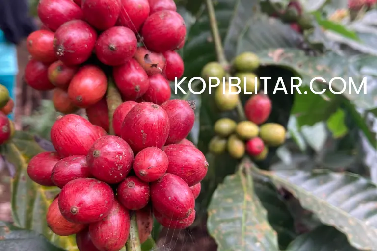 Biji kopi robusta Ampelgading Blitar